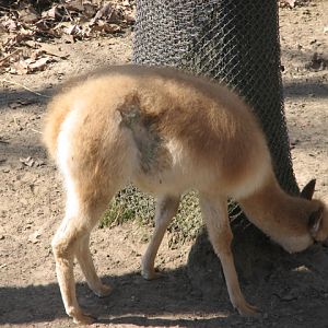 Vicuna