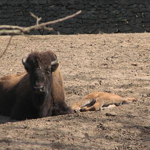 American bison with her baby
