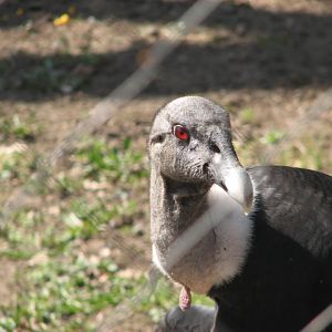 Andean condor portrait