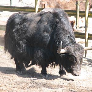 Yak