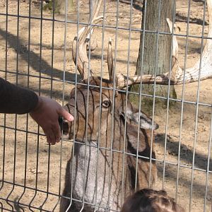 European fallow deer