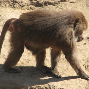 Sacred baboon
