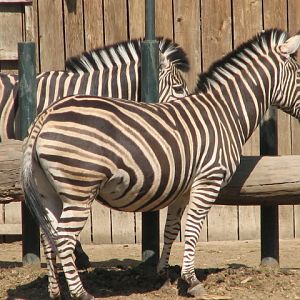 Chapman's zebras