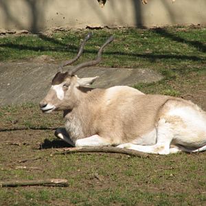 Addax