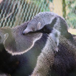 Young Anteater at Dudley Zoo