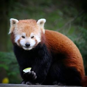 Red Panda at Dudley Zoo