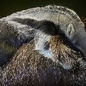 Young Anteater at Dudley Zoo