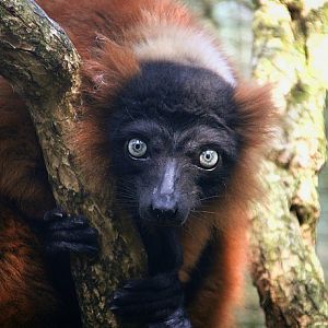 Red-Ruffed Lemur at Dudley Zoo