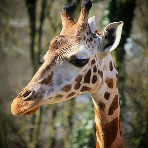 Young Giraffe at Dudley Zoo