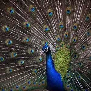 Peacock at Dudley Zoo