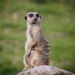 Meerkat at Dudley Zoo