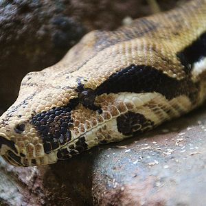 Boa Constrictor at Dudley Zoo