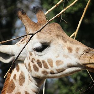 Young Giraffe at Dudley Zoo