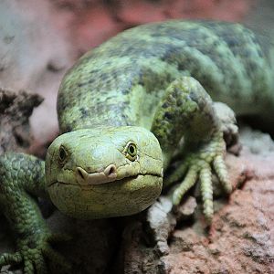 Prehensile-tailed Skink at Dudley Zoo