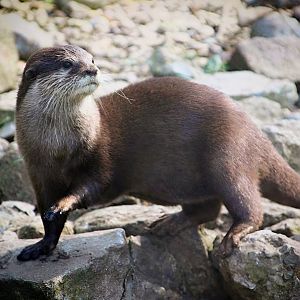 Asian Small-clawed Otter at Dudley Zoo