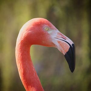 Flamingo at Dudley Zoo