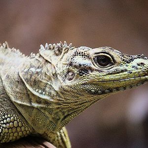 Philippine Sailfin Lizard at Dudley Zoo