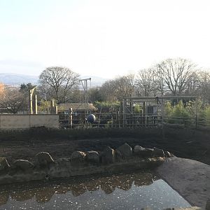 Indian rhino enclosure
