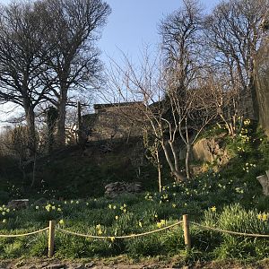 Former snowy owl aviary