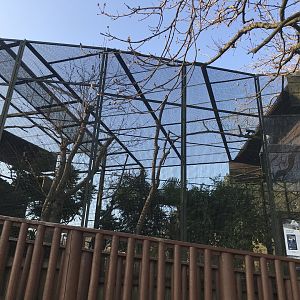 Egyptian vulture aviary