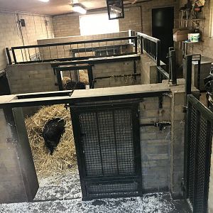 Visayan warty pig indoors