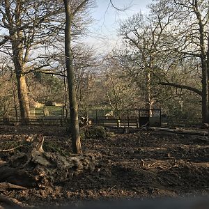 Visayan warty pig enclosure