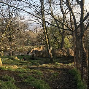 Musk deer & visayan spotted deer enclosure