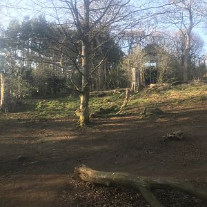 Asiatic lion enclosure