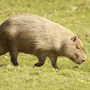 Capybara