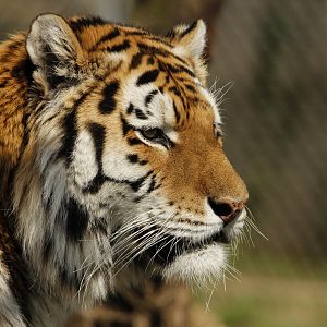 Amur Tiger