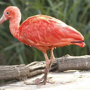 Scarlet Ibis