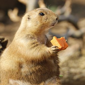 Prairie Dog