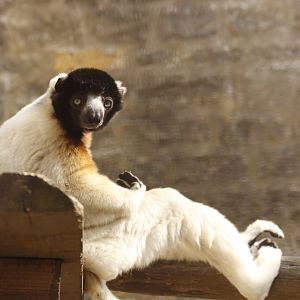 Crowned Sifaka
