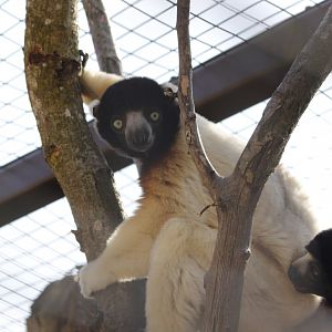 Sifaka