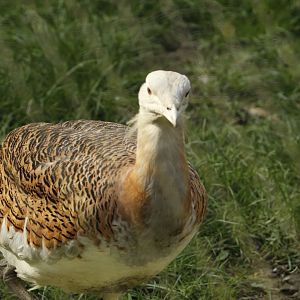 Great Bustard