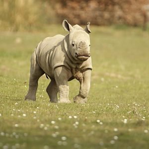 Adorable Baby Rhino
