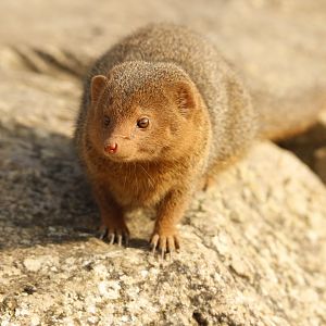 Mongoose