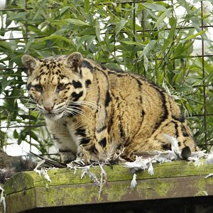 Clouded Leopard