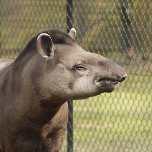 Tapir
