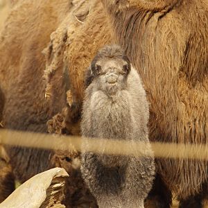 Baby Camel