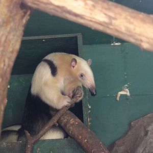 Tamandua