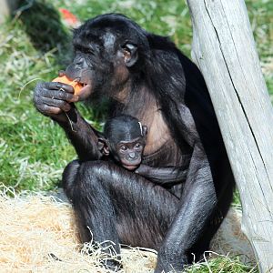Bonobos at Twycross - Likemba abd baby Lola (2 of 2)
