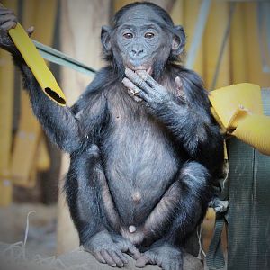Bonobos at Twycross - Rubani