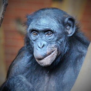 Bonobos at Twycross - Diatou