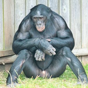 Bonobos at Twycross - Keke