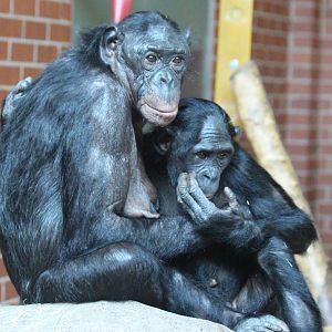 Bonobos at Twycross - Lina and Rubani