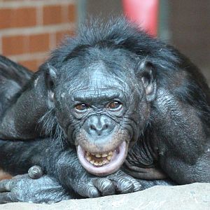 Bonobos at Twycross