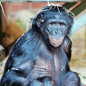 Bonobos at Twycross - Lopori