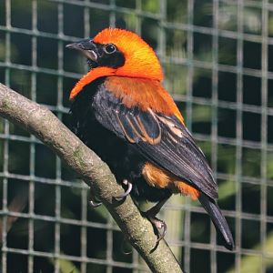 Black-winged red bishop (Euplectes hordeaceus)