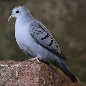 Blue ground-dove (Claravis pretiosa)